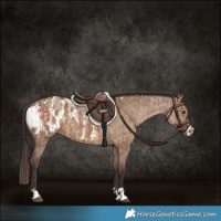 Horse Color:Liver Red Dun  and Liver Red Dun Appaloosa 