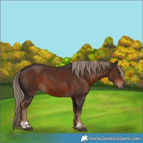 Horse Color:Liver Chestnut and Liver Chestnut