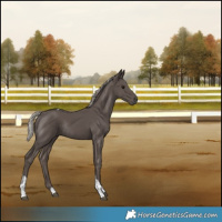 Horse Color:Silver Black Tobiano Rabicano 