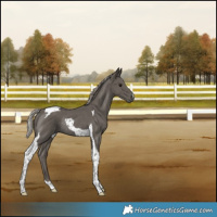 Horse Color:Silver Black Tobiano Rabicano 