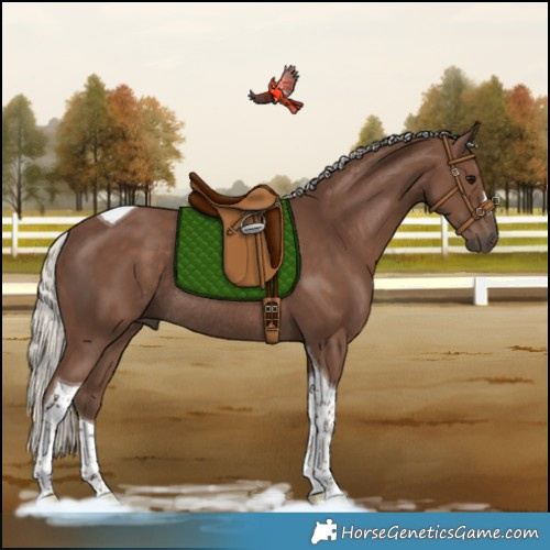 Horse Color:Silver Black Tobiano Rabicano 