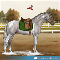 Horse Color:Silver Blue Roan Tobiano Rabicano 