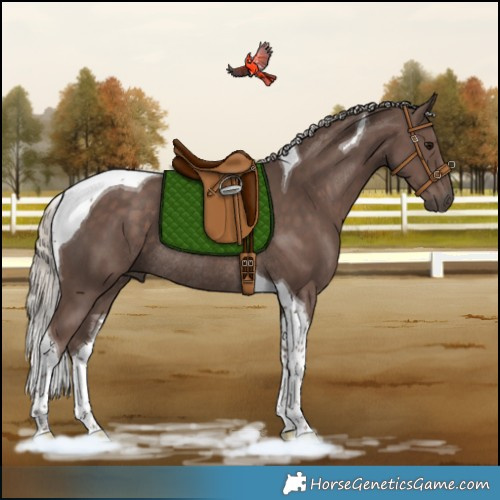 Horse Color:Silver Black Tobiano Rabicano 