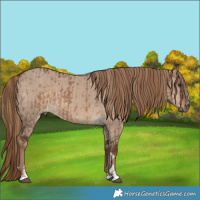 Horse Color:Liver Red Dun  and Liver Red Dun 