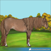 Horse Color:Liver Red Dun and Liver Red Dun