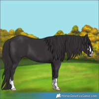 Horse Color:Smoky Black 