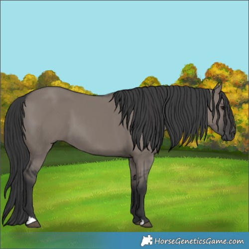 Horse Color:Grullo 