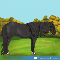Horse Color:Smoky Black 