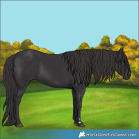 Horse Color:Smoky Black 