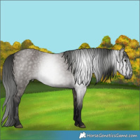 Horse Color:Gray Grullo 
