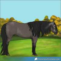 Horse Color:Gray Grullo 