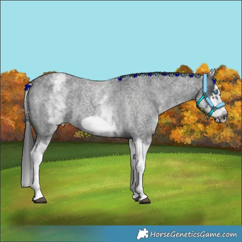 Horse Color:White Spotted Blue Roan Splash Frame Appaloosa 