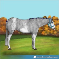 Horse Color:White Spotted Blue Roan Splash Frame Appaloosa