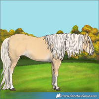 Horse Color:Palomino 