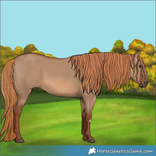 Horse Color:Red Dun 