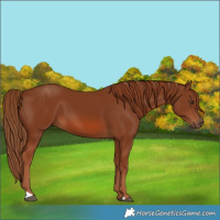 Horse Color:Chestnut 