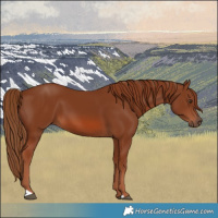 Horse Color:Chestnut 