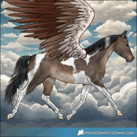 Horse Color:Brown Dun Tobiano 