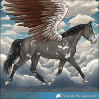Horse Color:White Spotted Grullo Sabino 