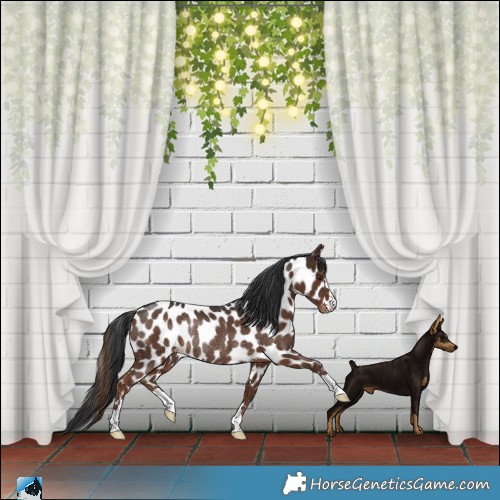 Horse Color:Liver Chestnut Appaloosa Rabicano 