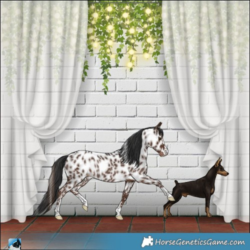 Horse Color:Liver Chestnut Appaloosa Rabicano 