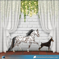 Horse Color:Liver Chestnut Near Leopard Rabicano