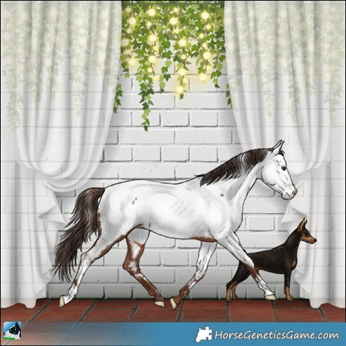 Horse Color:Liver Chestnut Appaloosa 