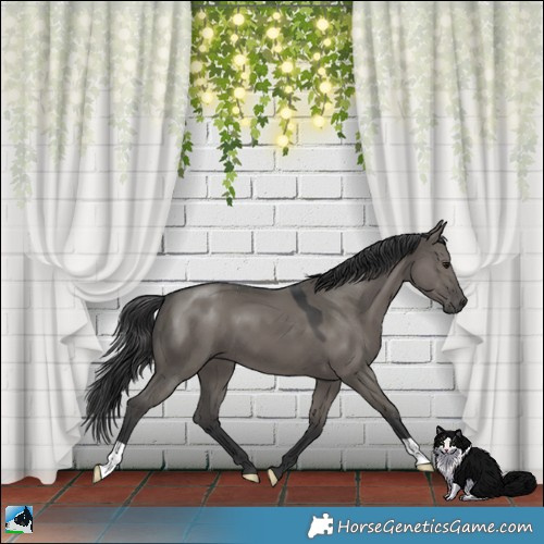 Horse Color:Grullo Mushroom 