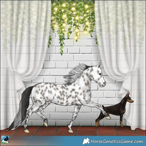 Horse Color:Grullo Leopard Rabicano