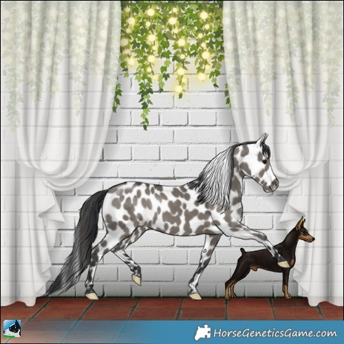 Horse Color:Grullo Appaloosa Rabicano 