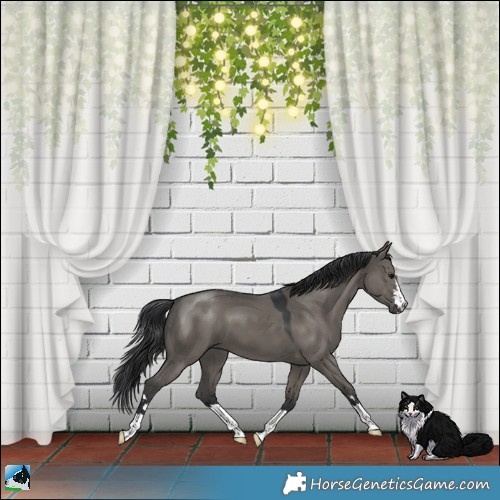 Horse Color:Grullo