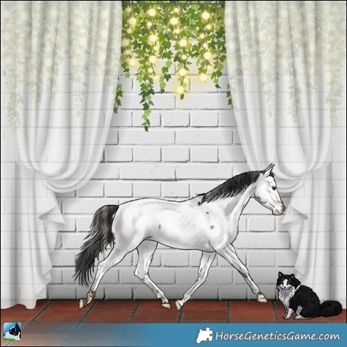 Horse Color:Liver Red Dun Appaloosa 