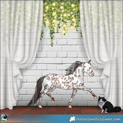 Horse Color:Liver Red Dun Leopard Rabicano 