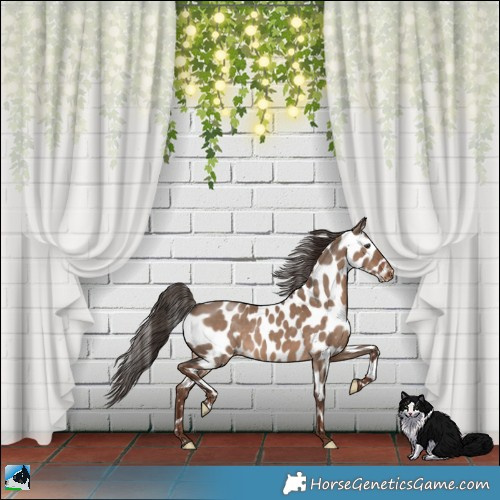 Horse Color:Liver Red Dun Appaloosa Rabicano 