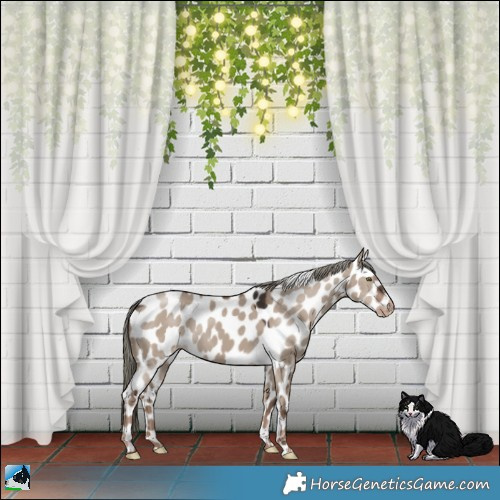 Horse Color:Liver Red Dun Mushroom Appaloosa 