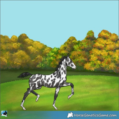 Horse Color:Black Near Leopard 