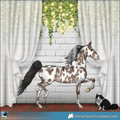 Horse Color:Liver Red Dun Appaloosa Rabicano 