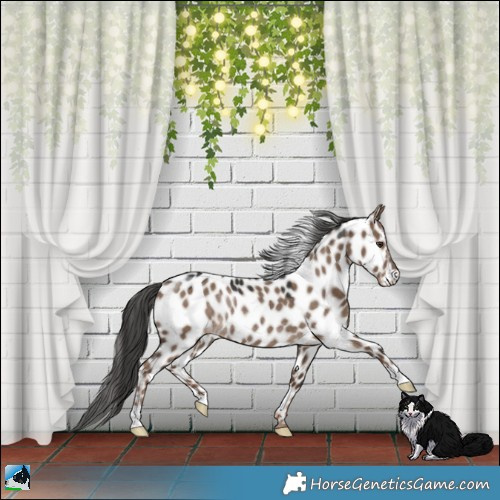 Horse Color:Liver Red Dun Leopard Rabicano