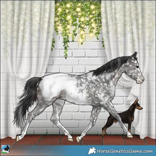Horse Color:Black Mushroom Sabino Snowcap