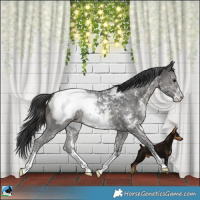 Horse Color:Black Mushroom Sabino Appaloosa 