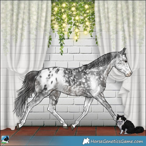 Horse Color:Black Sabino Blanket 