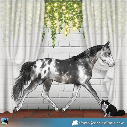 Horse Color:Black Sabino Appaloosa