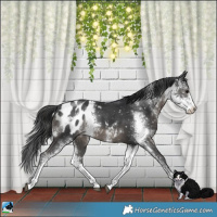 Horse Color:Black Sabino Appaloosa 