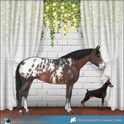 Horse Color:Brown Sabino Blanket