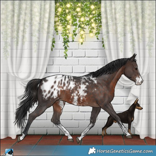 Horse Color:Brown Sabino Blanket 