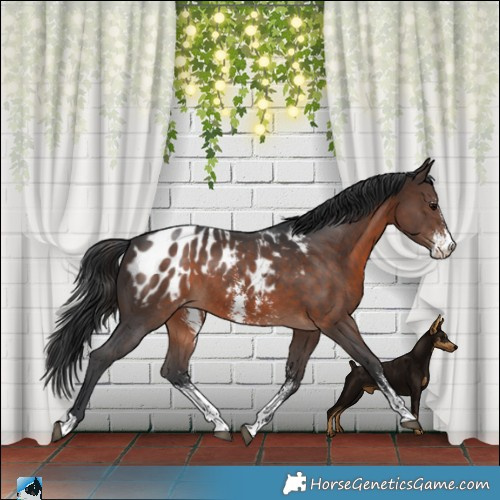 Horse Color:Brown Sabino Appaloosa 