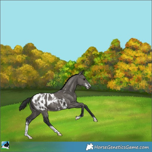 Horse Color:Grullo Mushroom Sabino Appaloosa 