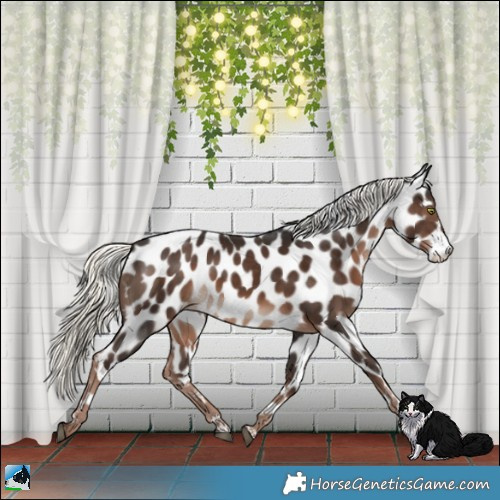 Horse Color:Liver Chestnut Mushroom Leopard 