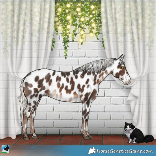 Horse Color:Liver Chestnut Mushroom Leopard 