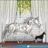 Horse Color:Liver Red Dun Mushroom Appaloosa Rabicano 